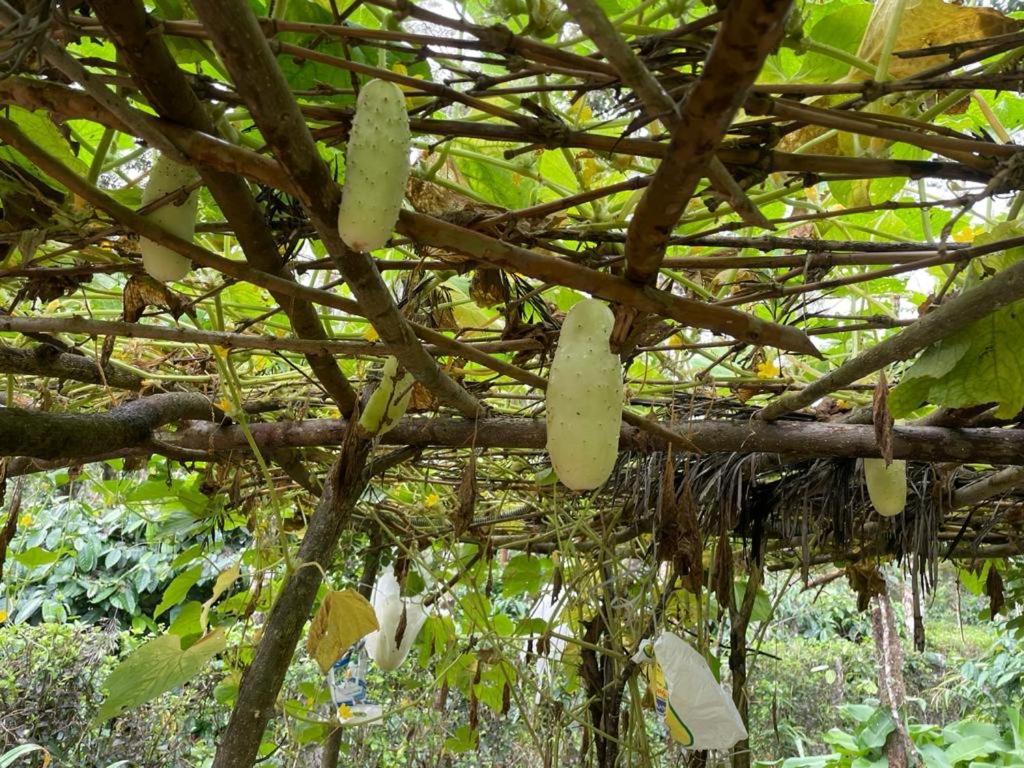 New Organic Home Stay Mudigere Exterior photo